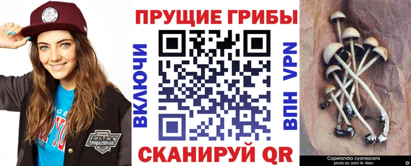 Галлюциногенные грибы Psilocybine cubensis  mega зеркало  Нефтегорск 